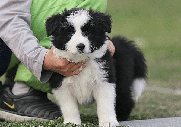 边境牧羊犬价格多少钱一只(边境牧羊犬价格因素分析)