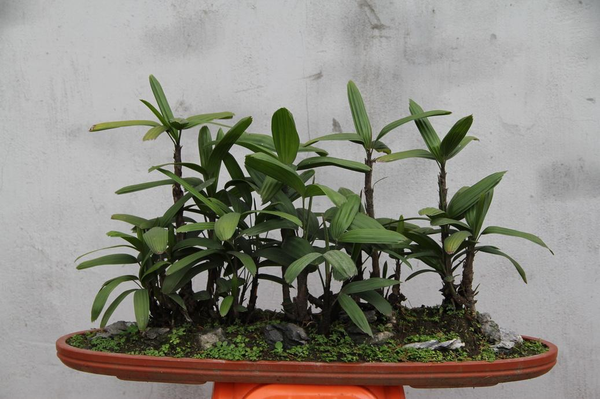 棕竹的养殖方法和注意事项(棕竹的养护要点和方法)