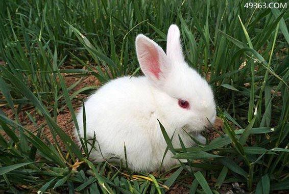 十兔九苦最命苦的兔几月出生