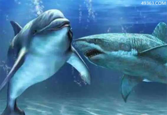 鲨鱼为什么怕海豚，海豚声呐系统能干扰鲨鱼的大脑