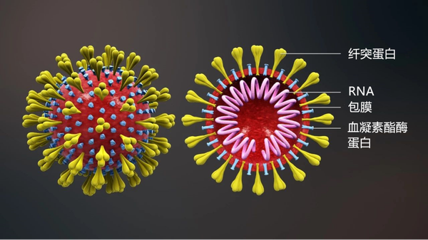 病毒的主要化学成分是什么(病毒的形态结构和功能)
