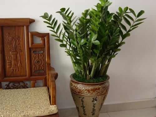 客厅最旺宅的大型植物(推荐4种适合客厅摆放的花)