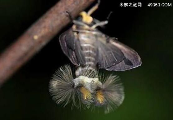 黑条灰灯蛾系常见的生物