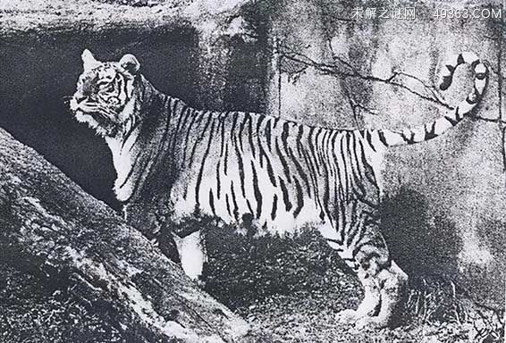 爪哇虎是怎么灭绝的