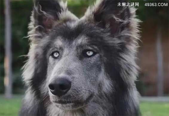 蓝湾牧羊犬怎么培育出来的