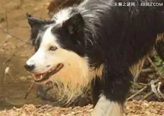 蓝湾牧羊犬怎么培育出来的