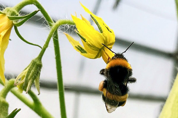 熊蜂有哪些品种？熊蜂和蜜蜂有什么区别？