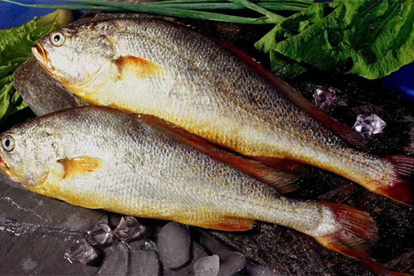 黄花鱼和黄瓜鱼的区别是什么？分辨野生与养殖黄瓜鱼的技巧