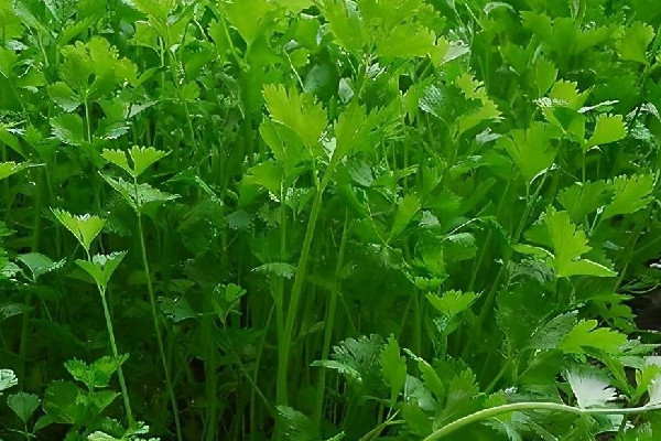 世界讨厌香菜日 香菜有哪几种