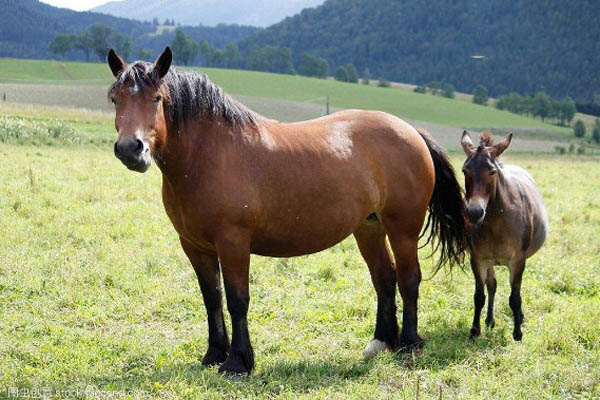 马和驴交配后代叫什么，马和驴杂交是不是转基因？