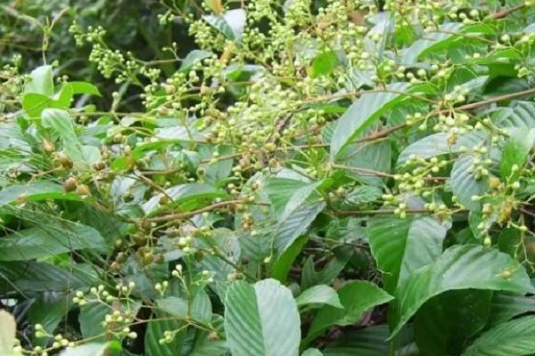 苦皮藤有哪些用途？在民间是宝贵的中药材