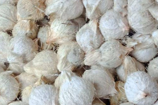 椰青和椰子有什么区别？四点简单区分