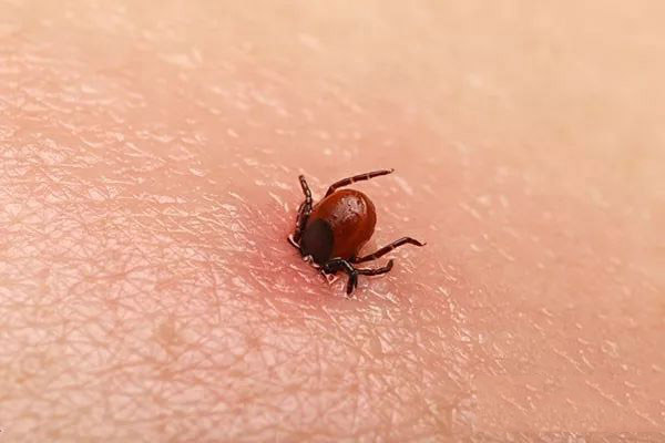 牛蜱虫怎么消灭干净？牛蜱虫咬了怎么治疗？