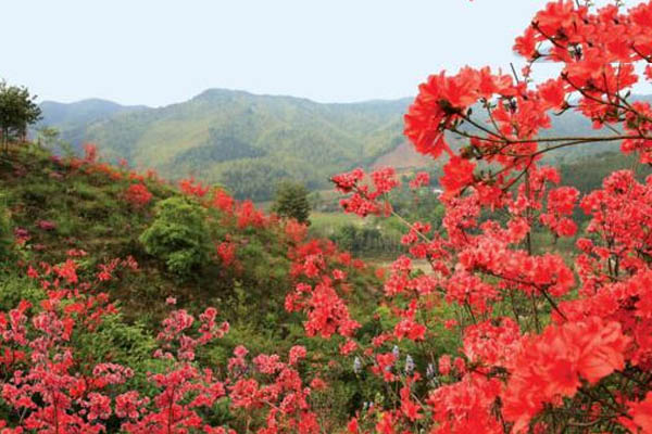 杜鹃花和映山红有什么区别？映山红属于杜鹃花中的一种