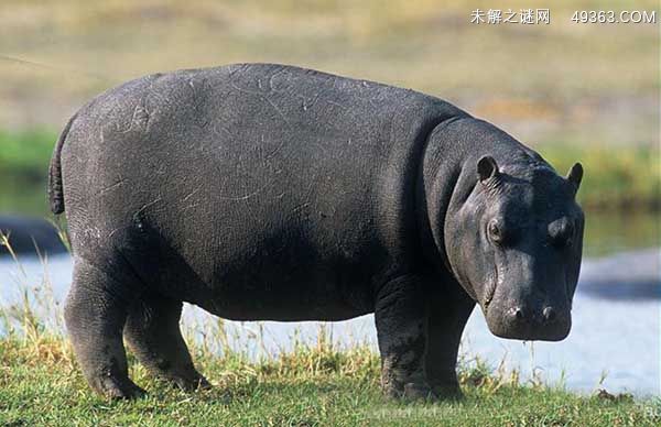 河马的天敌(图2)