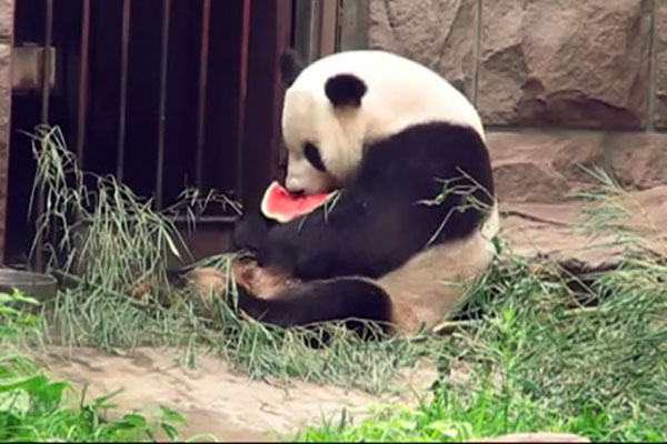 熊猫古古凶起来是什么样的，号称“最凶”的大熊猫