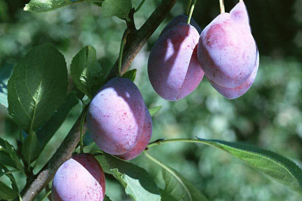 西梅是什么季节的水果，8-9月份成熟