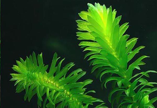 蜈蚣草怎么养，有什么功效与作用 