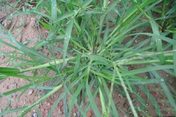 牛筋草的功效与作用及食用方法