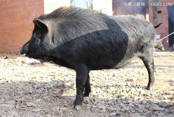 正宗的藏香猪和普通猪有什么区别？