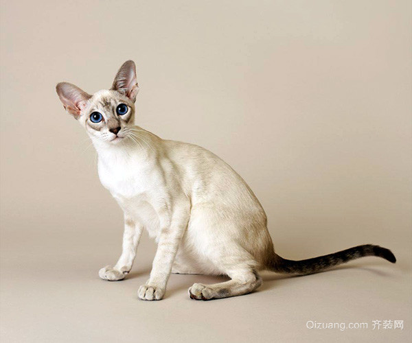 暹罗猫为什么被称作为猫中狗