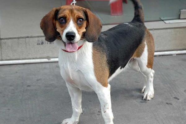 比格犬好养吗