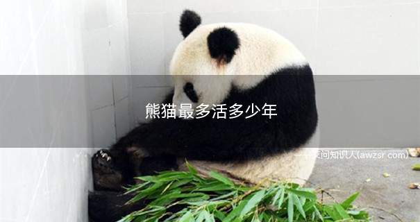 熊猫最多活多少年？全世界只有中国有大熊猫吗