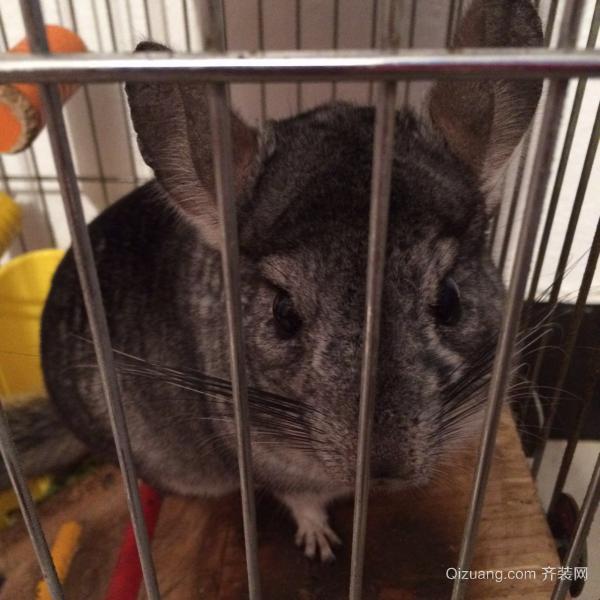 龙猫多少钱一只(500-3000元)