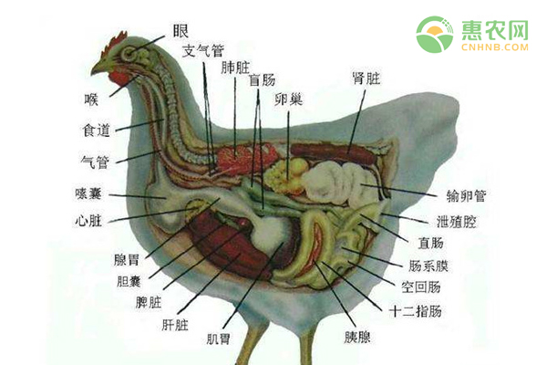 鸡解剖图及各器官名称（鸡肺、鸡心、鸡肝、鸡肾、鸡肠、鸡脾、鸡胃）