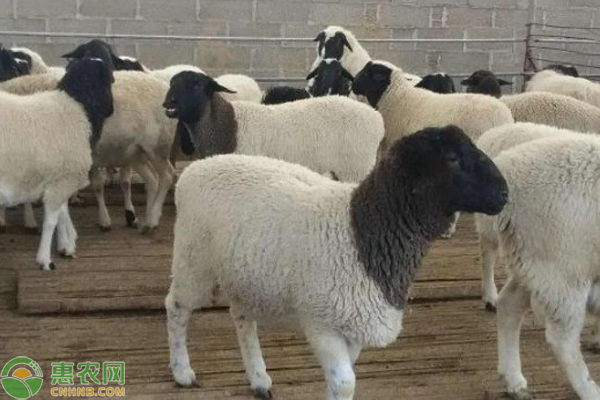 杜泊羊是什么羊杂交品种？