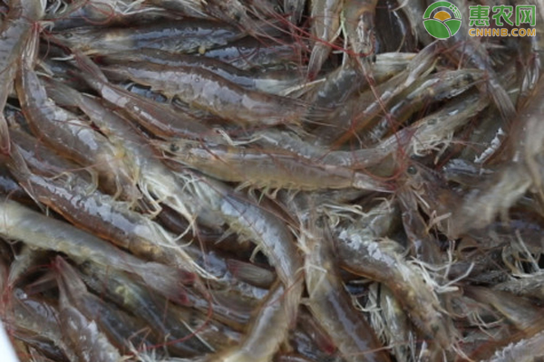 基围虾是淡水还是海水养的？基围虾和竹节虾有什么区别？