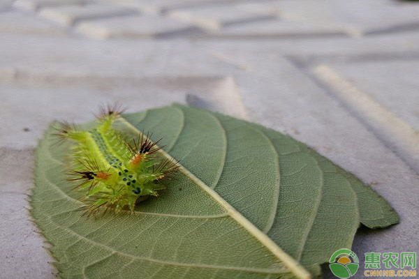 洋辣子的学名叫什么？