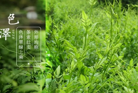 莓茶的功效与作用莓茶的副作用