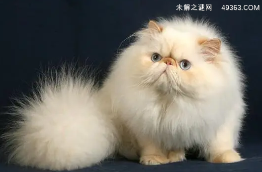 纯种喜马拉雅猫多少钱？3000-5000元