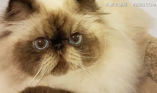 喜马拉雅猫怎么护理？本文详细讲解