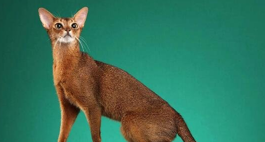 阿比西尼亚猫多少钱一只（幼崽）