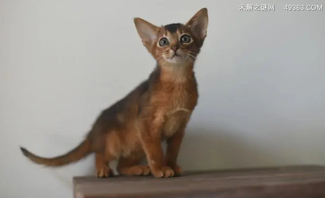 阿比西尼亚猫拆家吗