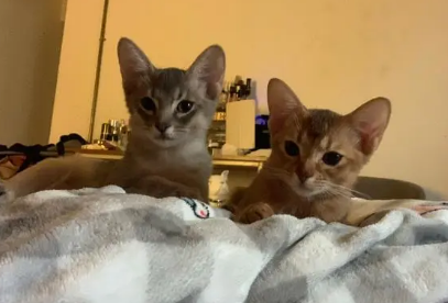 阿比西尼亚猫优缺