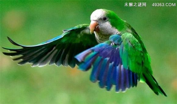 和尚鹦鹉要怎么训练？和尚鹦鹉怕人怎么办？