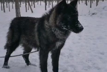 有狼的外表的蓝湾牧羊犬中国能养吗?能养