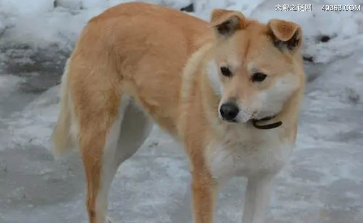 中华田园犬遗传病