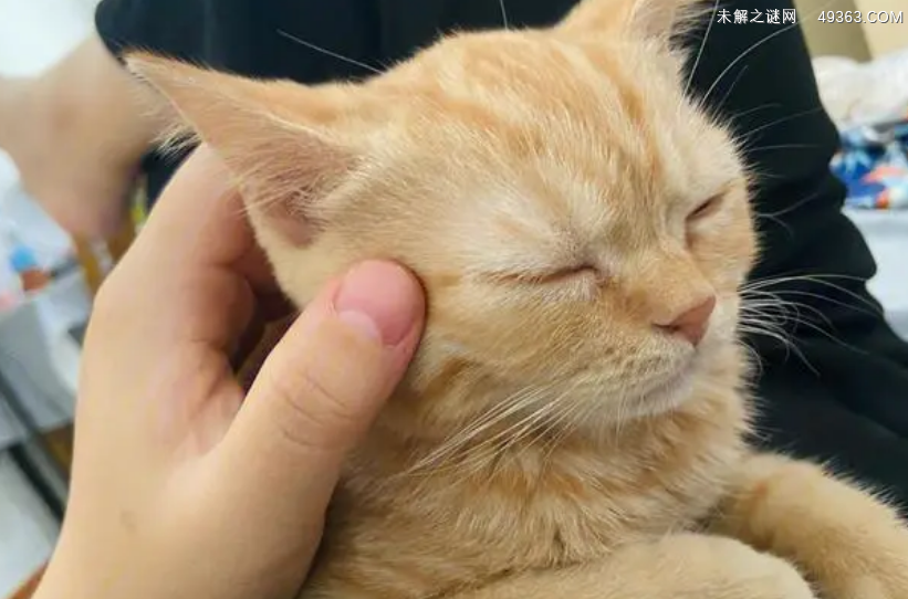猫发出咕噜咕噜的声音是什么意思？