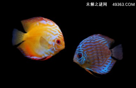想入多彩的七彩神仙鱼?七彩神仙鱼怎么换水