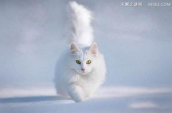 蓝眼白猫是什么猫，招鬼的还是辟邪的