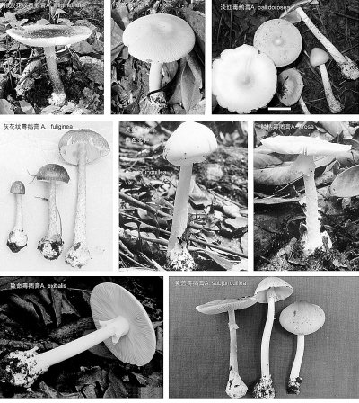 专家发现3个新剧毒菌种 长相平凡毒性大(图)