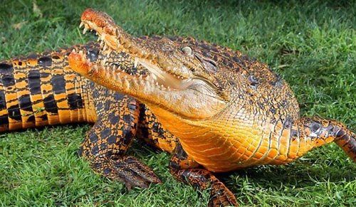 稀奇的橙色鳄鱼