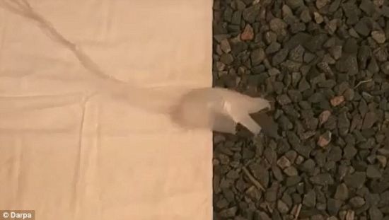 由美国国防部高级研究计划署和哈佛大学联合研制的机器人在向鹅卵石爬行的过程中看起来很不协调。 由美国国防部高级研究计划署和哈佛大学联合研制的机器人在向鹅卵石爬行的过程中看起来很不协调。