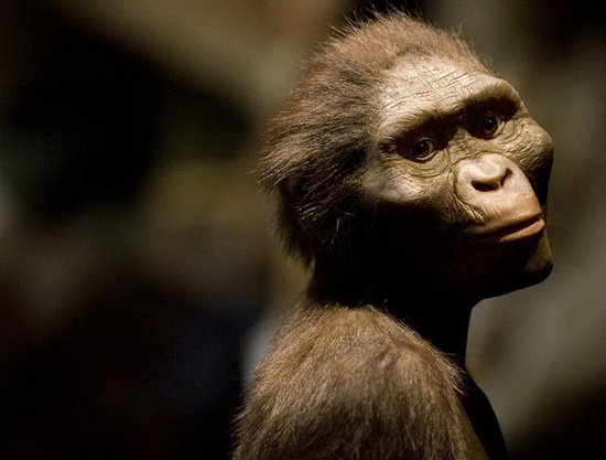 美研究发现330万年前古猿不太可能人类祖先