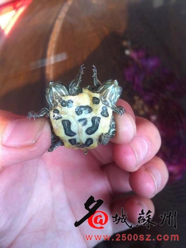 小乌龟也玩“双核”  罕见“双头龟”惊现苏州