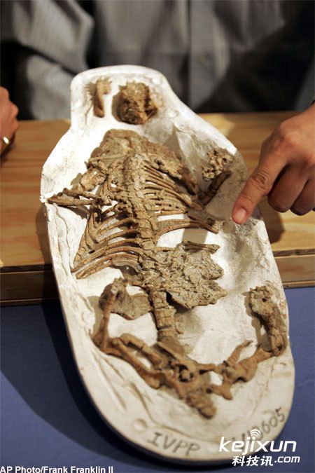 恐龙的胃石图片